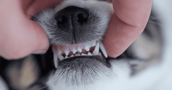 Your Timeline for Puppy Teething