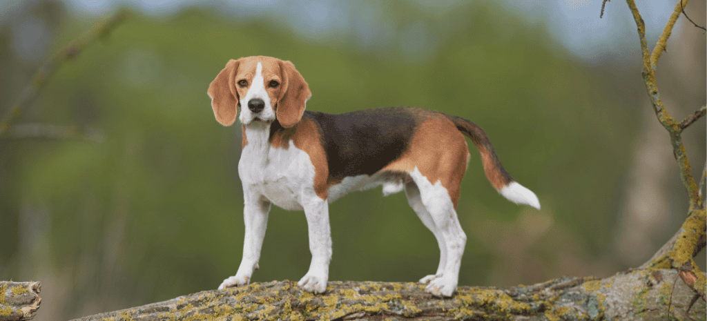 Everything You Need to Know About Beagles