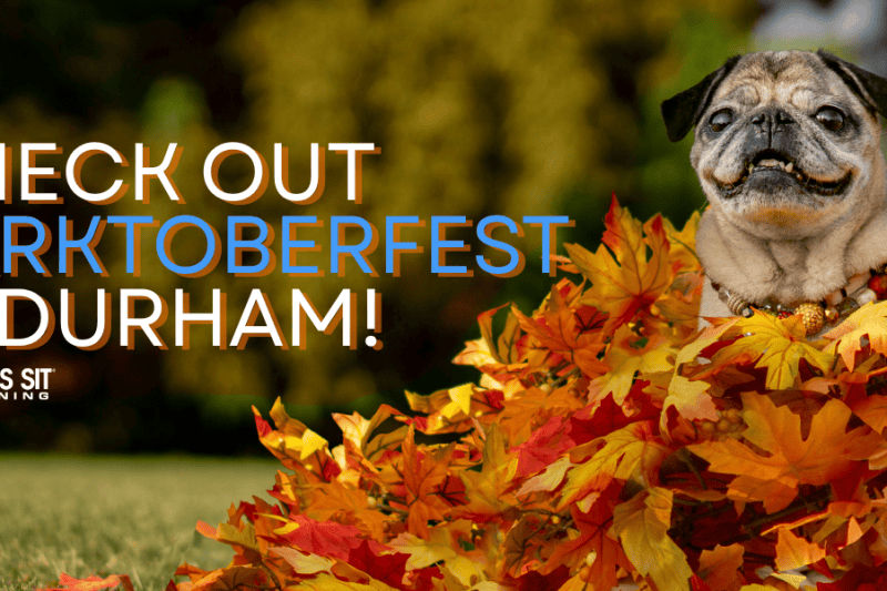 Check Out Barktoberfest in Durham!
