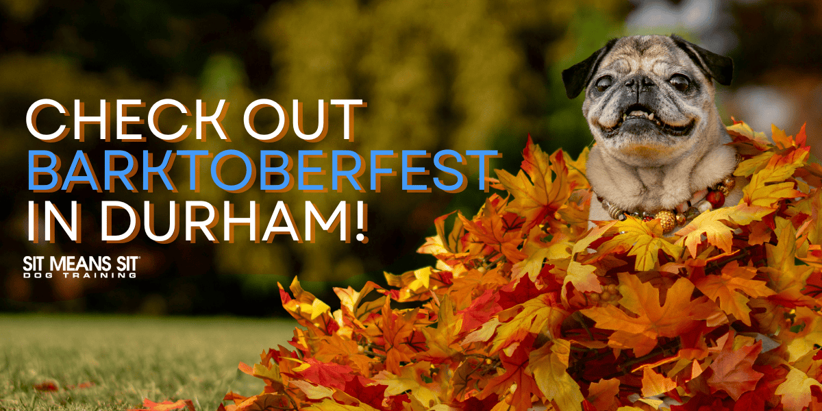 Check Out Barktoberfest in Durham!
