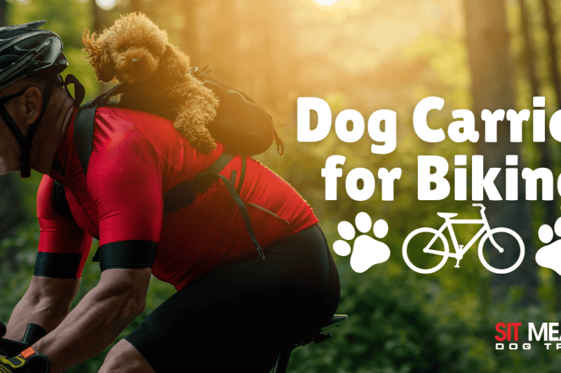 Check Out These Great Dog Carriers for Your Bike