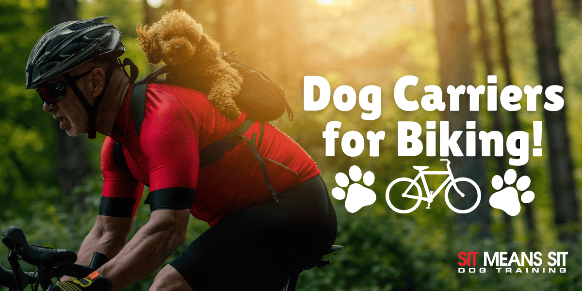 Check Out These Great Dog Carriers for Your Bike