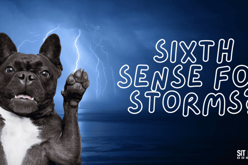 Do Dogs Have a Sixth Sense for Storms?