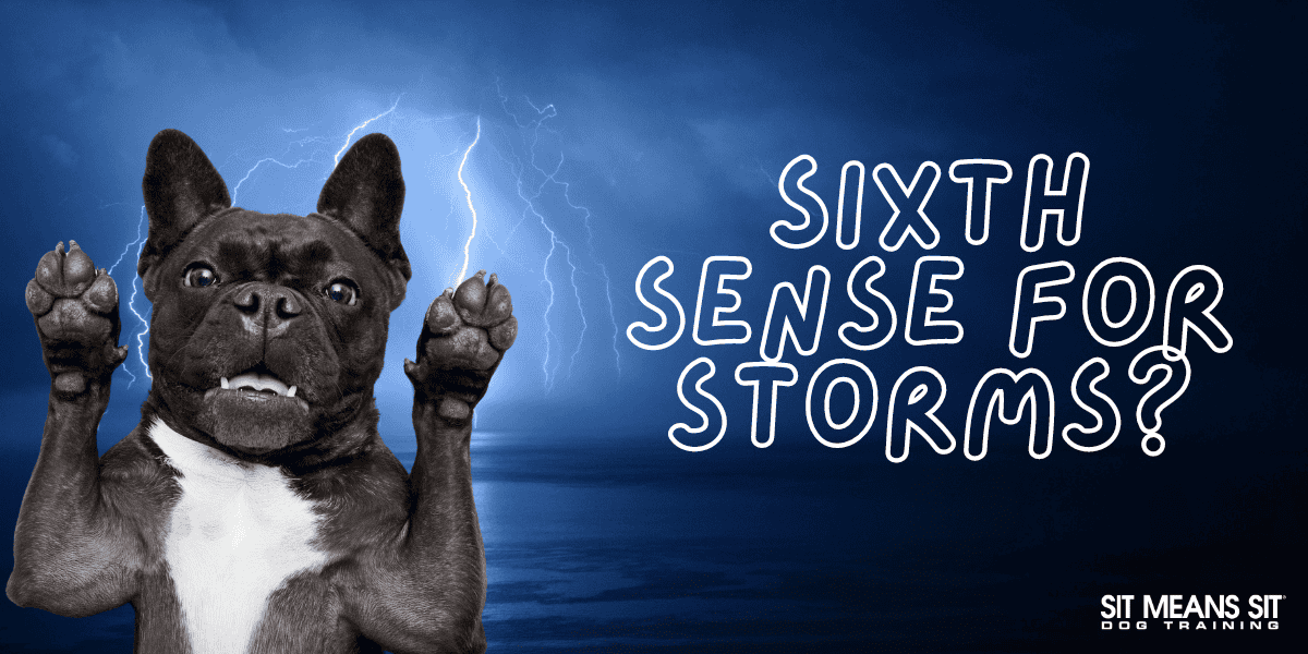 Do Dogs Have a Sixth Sense for Storms?