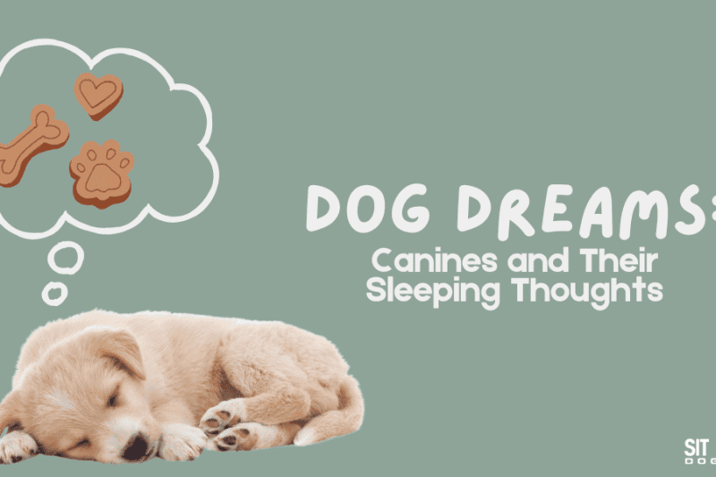 Dog Dreams: Canines and Their Sleeping Thoughts