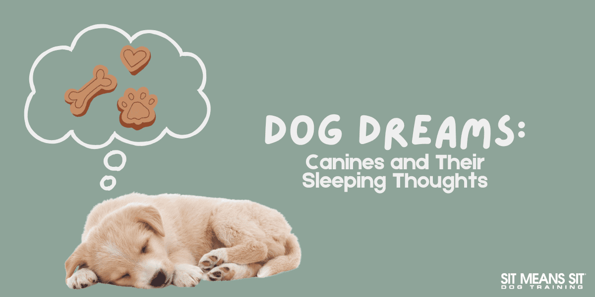 Dog Dreams: Canines and Their Sleeping Thoughts