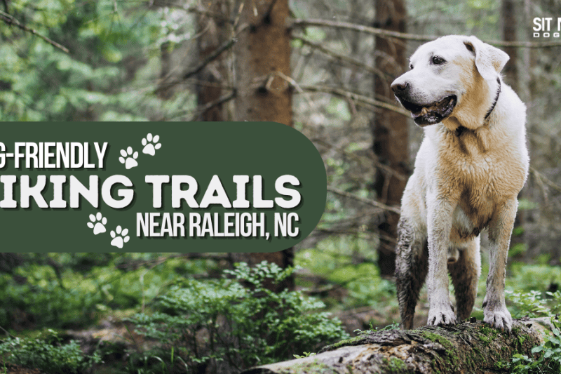 Dog-Friendly Hiking Trails Near Raleigh, NC