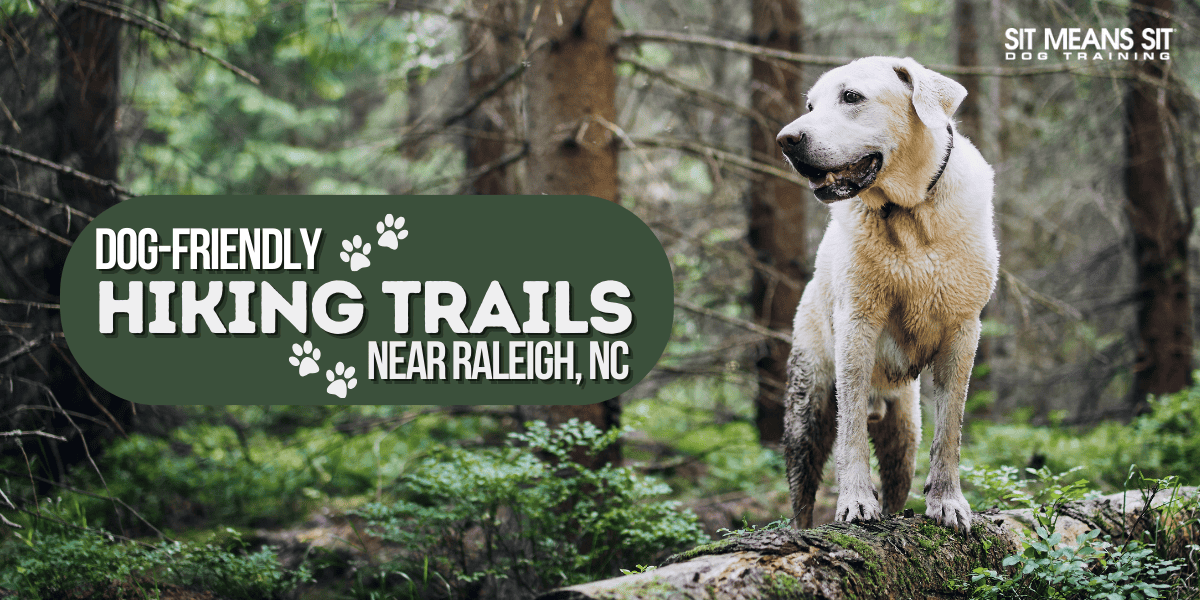 Dog-Friendly Hiking Trails Near Raleigh, NC