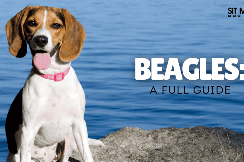 Everything You Need to Know About Beagles