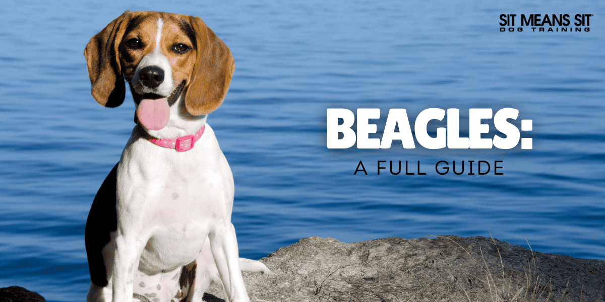 Everything You Need to Know About Beagles