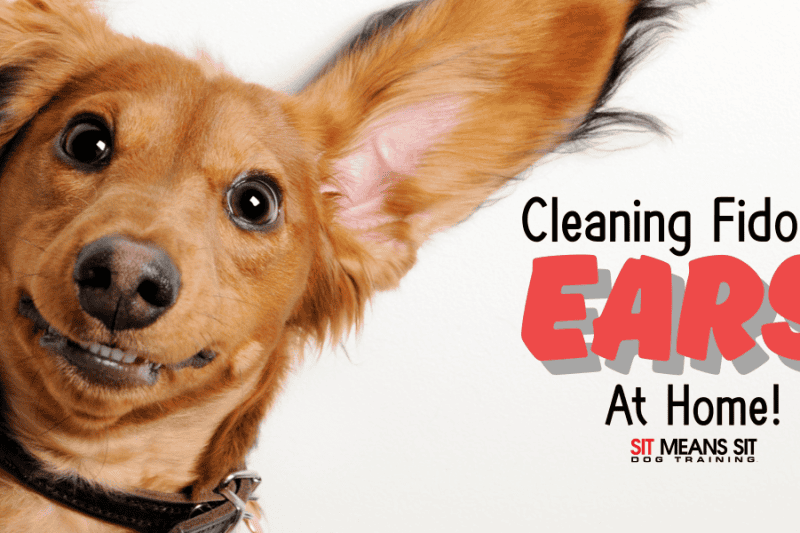 How to Safely Clean Your Dog’s Ears at Home