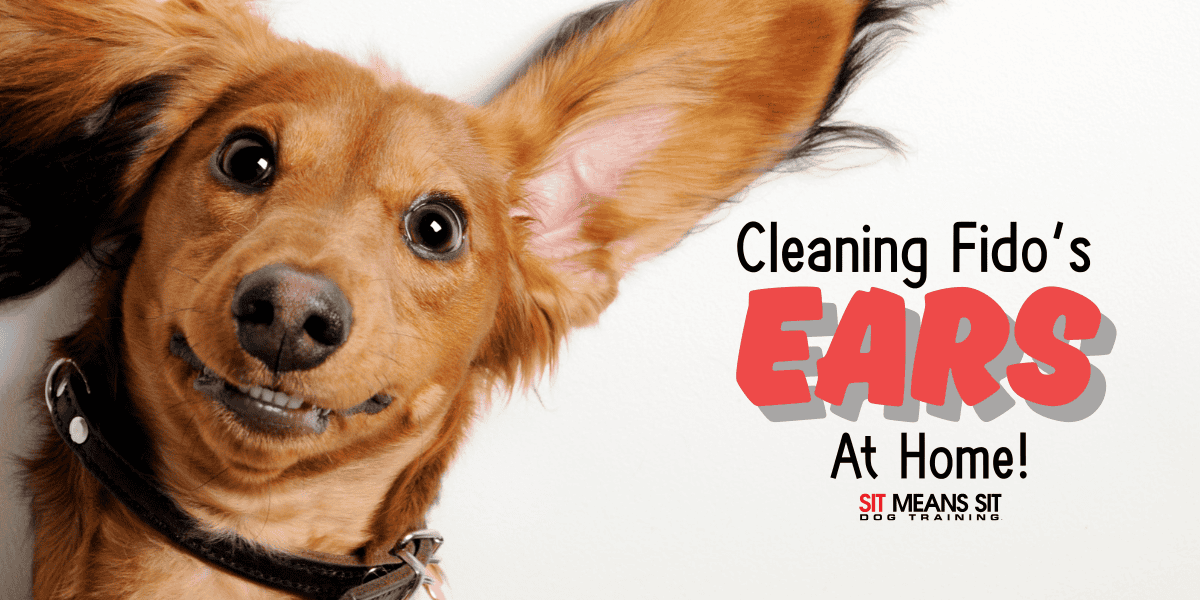How to Safely Clean Your Dog’s Ears at Home