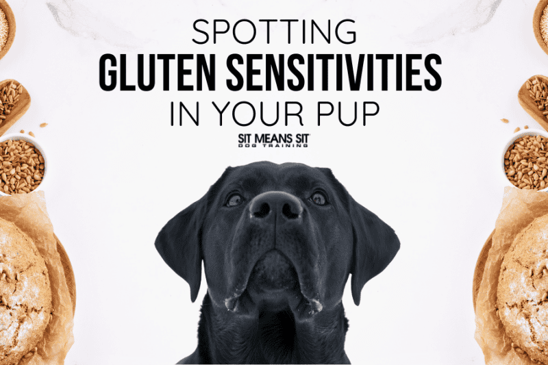 How to Spot Gluten Sensitivity in Your Dog