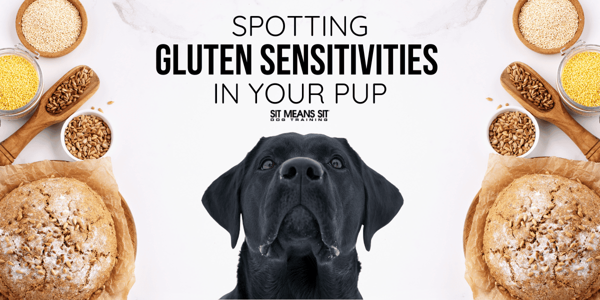 How to Spot Gluten Sensitivity in Your Dog