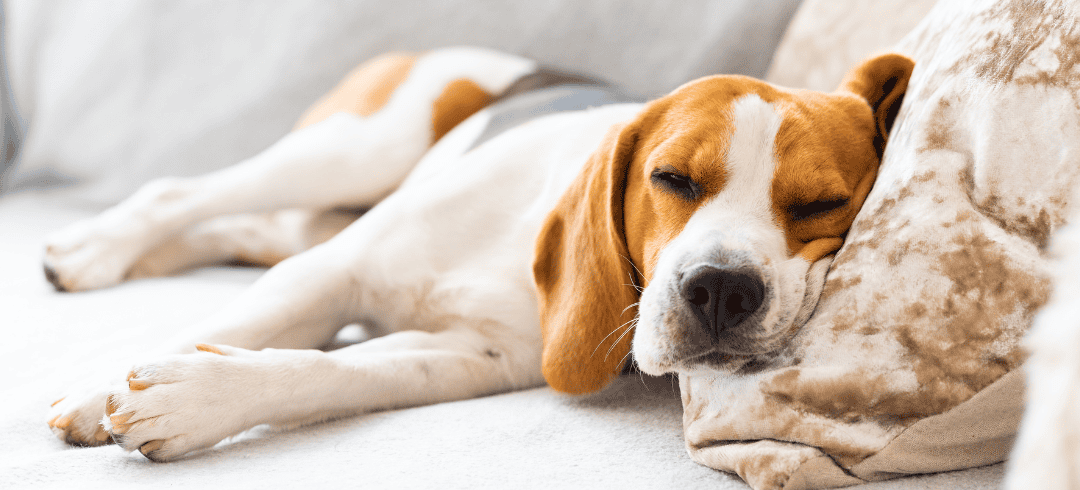 Dog Dreams: Canines and Their Sleeping Thoughts