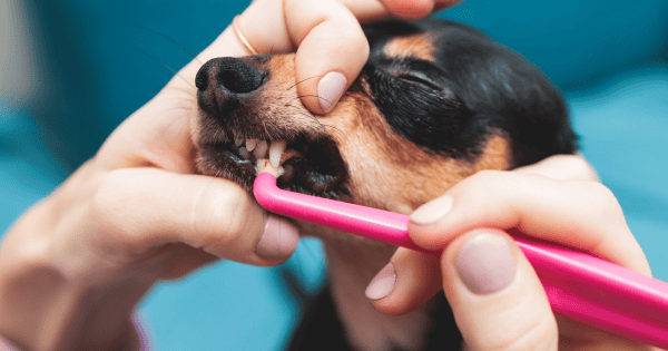 Your Timeline for Puppy Teething