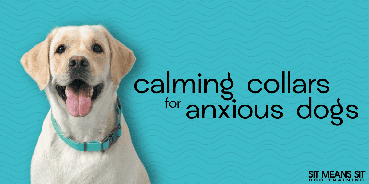 Top Calming Collars for Anxious Dogs