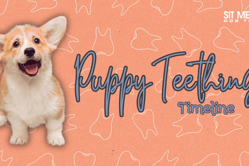 Your Timeline for Puppy Teething