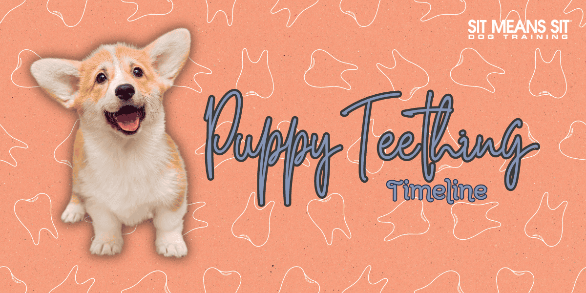 Your Timeline for Puppy Teething