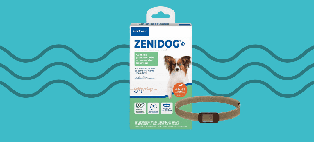 Top Calming Collars for Anxious Dogs